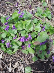 Viola odorata