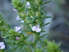 Muraltia squarrosa