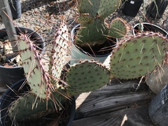 Opuntia strigil