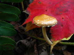Leratiomyces squamosus