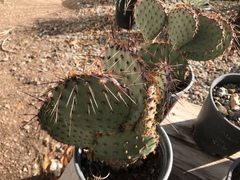 Opuntia strigil