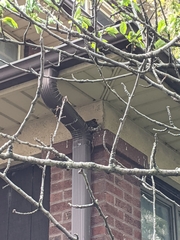 Turdus migratorius