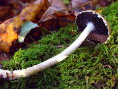 Leratiomyces squamosus
