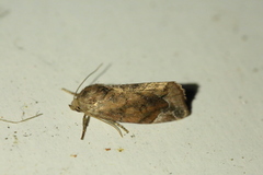 Cosmia affinis