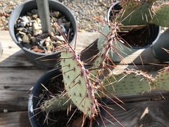 Opuntia strigil