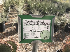 Opuntia strigil