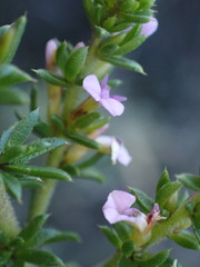 Muraltia squarrosa
