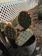 Opuntia aciculata