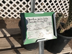 Opuntia aciculata