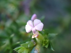Muraltia squarrosa