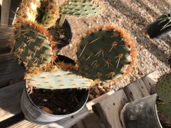 Opuntia aciculata