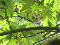 Setophaga coronata coronata