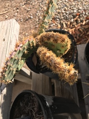 Opuntia aciculata