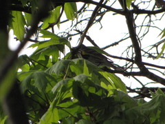 Setophaga coronata coronata