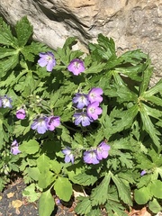 Geranium maculatum