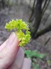 Acer platanoides