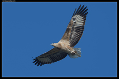 White-Bellied Sea Eagle photo 4