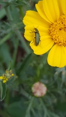 Psilothrix viridicoerulea