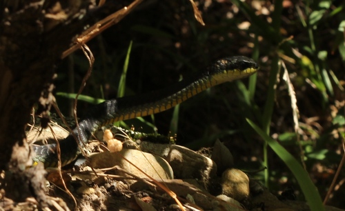 Species image