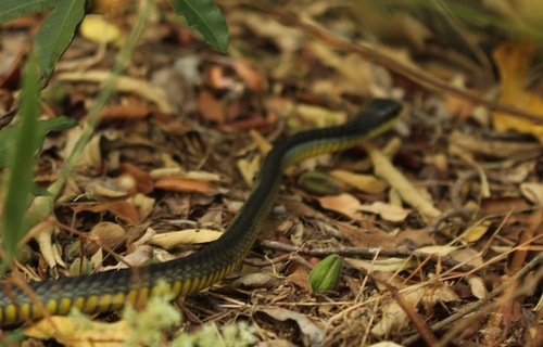 Species image