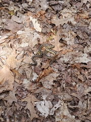 Thamnophis sirtalis