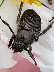 Strigoderma arbicola