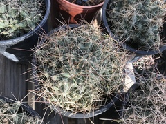 Coryphantha macromeris runyonii