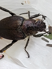 Strigoderma arbicola
