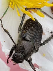 Strigoderma arbicola