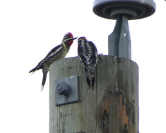 Sphyrapicus nuchalis