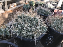 Coryphantha macromeris runyonii
