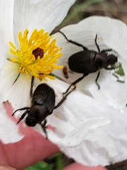Strigoderma arbicola
