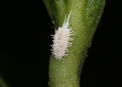 Pseudococcus viburni