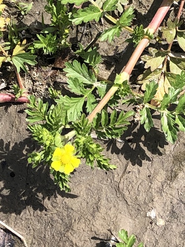 Potentilla supina iNat (1)