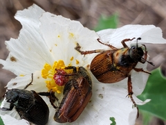 Strigoderma arbicola