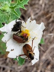 Strigoderma arbicola