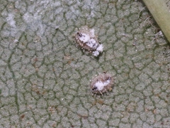 Siphoninus phillyreae