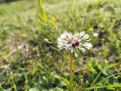 Taraxacum lacistophyllum