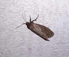 Athetiina
