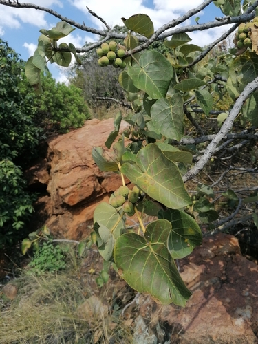 Large-leaved rock fig (Ficus abutilifolia)