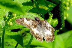 Chiomara georgina georgina