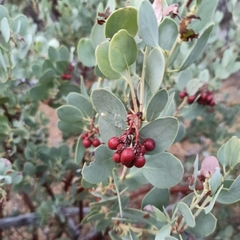 Arctostaphylos peninsularis