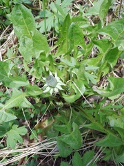 Taraxacum officinale