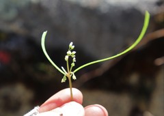 Claytonia parviflora viridis