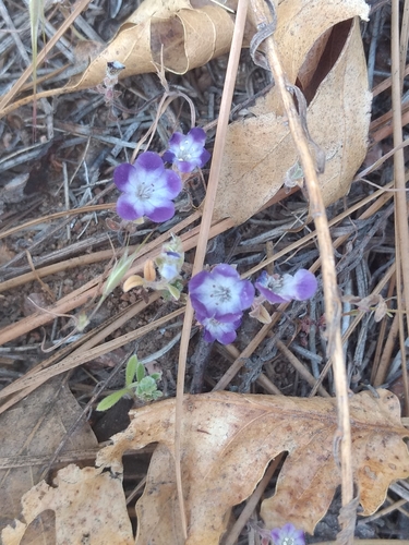 Davidson's phacelia (Phacelia davidsonii)