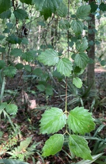 Viburnum scabrellum