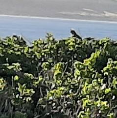 Coliiformes