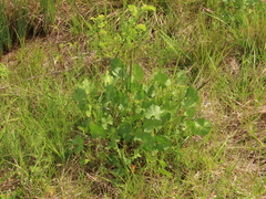 Sidalcea nelsoniana