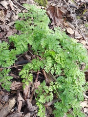 Anthriscus sylvestris