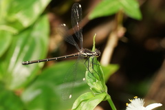 Austroargiolestes calcaris